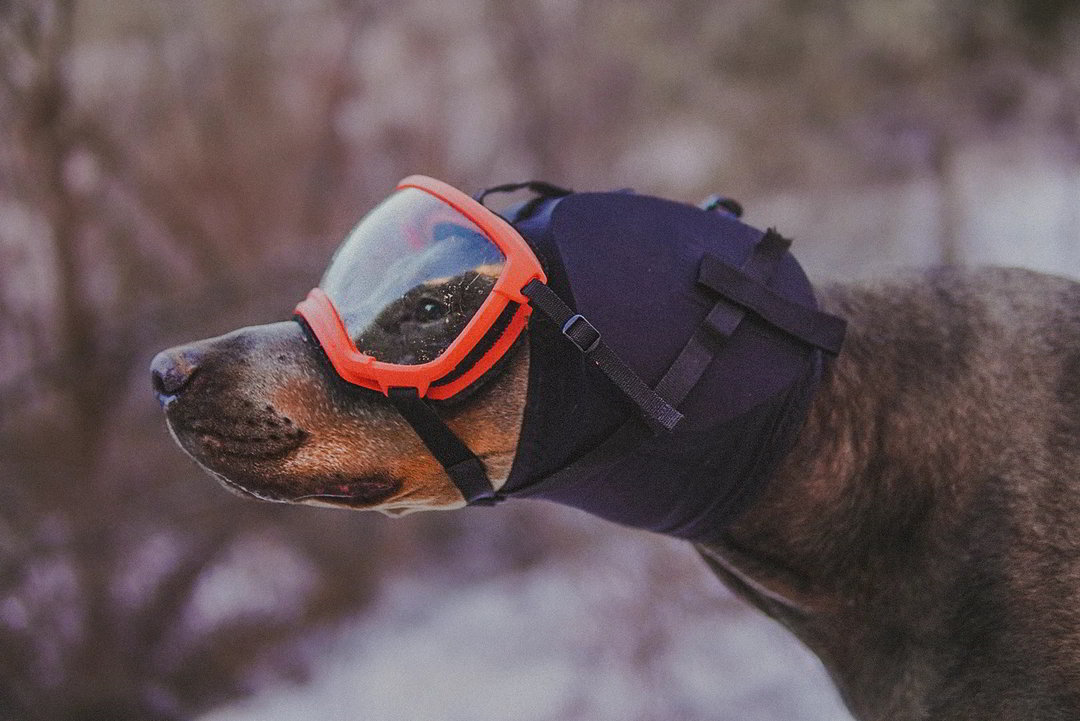 Hundegehörschutz Rex Specs Ear Pro