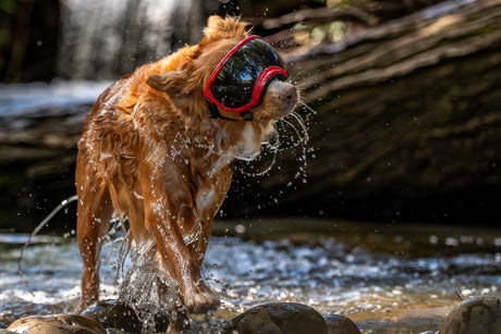 nasser hund trägt eine hundebrille von rex specs und schüttelt sich