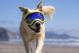 hund mit gelber brille von rex specs 