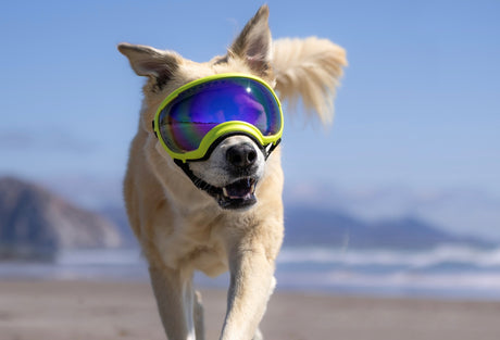 hund mit gelber brille von rex specs 