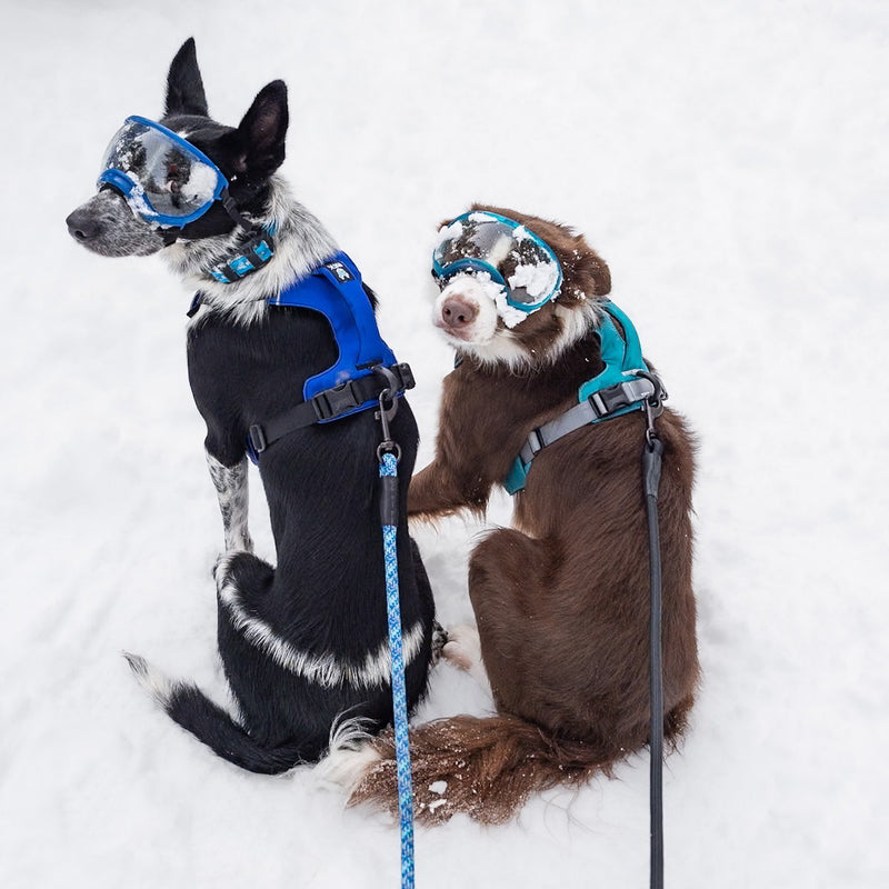 Australian Shepherd und ein Border Collie. Beide tragen eine Hundebrille von Rex Specs und ein Hundegeschirr der Marke Rex Specs.