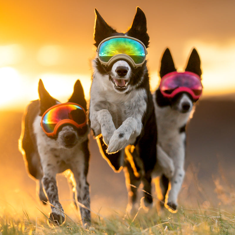 3 collies mit rex specs hundebrille