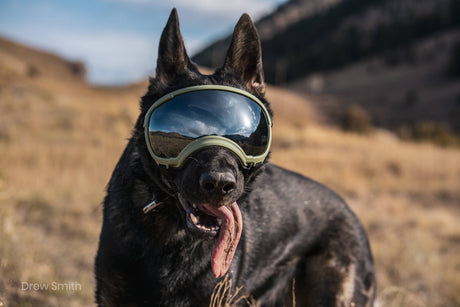 Schwarzer Schäferhund mit Hundebrille von Rex Specs. Schäferhundkeratitis, Pannus