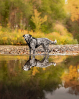 Rex Specs Trailhead Harness Hundegeschirr