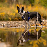 Rex Specs Trailhead Harness Hundegeschirr
