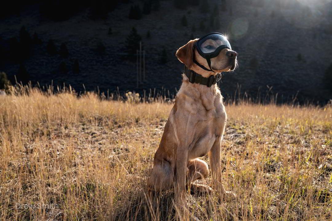Hundebrille Rex Specs V2 Größe L